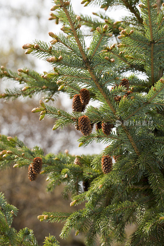 Jezo云杉(Picea jezoensis)